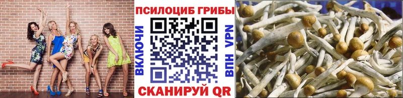 купить   Пионерский  Псилоцибиновые грибы Psilocybine cubensis 